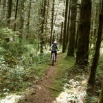 Snowden Forest